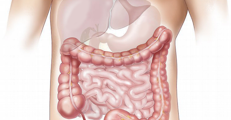 Surcharge en toxines intestinales endogènes