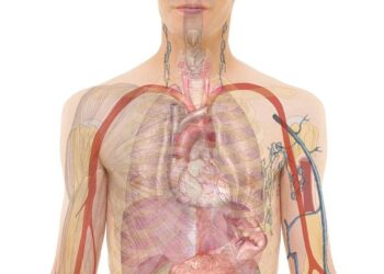 anatomy, man, human, body, skin, organs, schema, biology, teaching, people, science, medicine, nursing, anatomy, anatomy, anatomy, human, body, body, body, body, body, biology, science