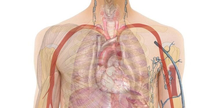 anatomy, man, human, body, skin, organs, schema, biology, teaching, people, science, medicine, nursing, anatomy, anatomy, anatomy, human, body, body, body, body, body, biology, science
