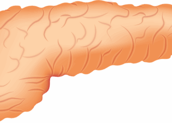pancreas, organ, anatomy, pancreas, pancreas, pancreas, pancreas, pancreas