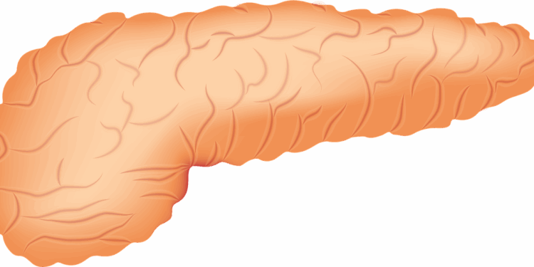 pancreas, organ, anatomy, pancreas, pancreas, pancreas, pancreas, pancreas