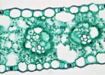 Microscopic view of a plant leaf cross-section