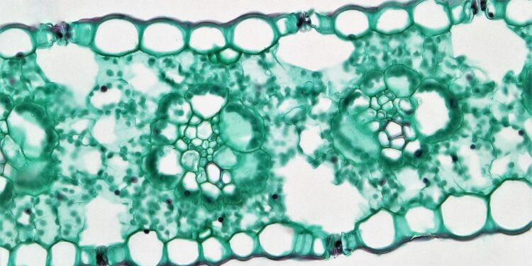 Microscopic view of a plant leaf cross-section