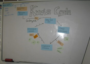 Dysfonction du cycle de Krebs