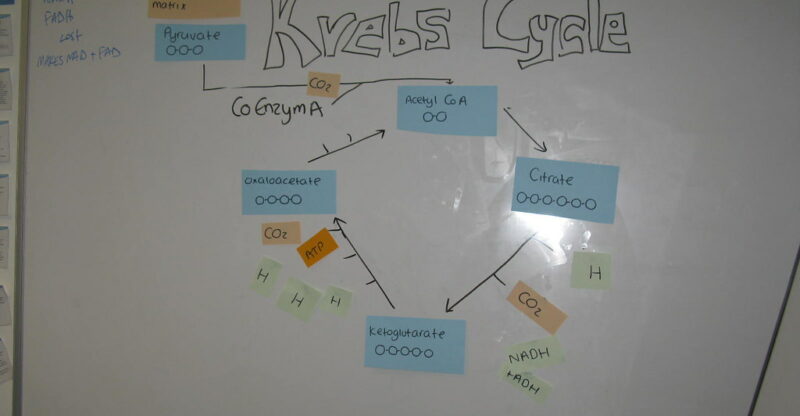 Dysfonction du cycle de Krebs