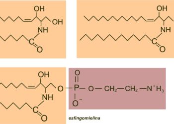 Dysfonction du métabolisme des sphingolipides