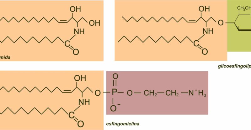 Dysfonction du métabolisme des sphingolipides