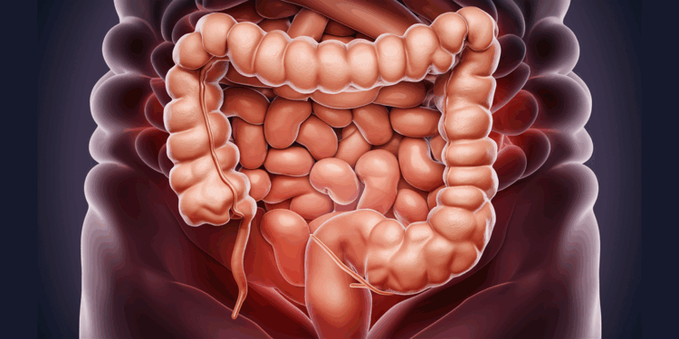 colon, anatomy, medical, sistema digestivo, intestino delgado, ai generated, colon, colon, colon, colon, colon, medical