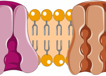 Dysfonction de la pompe Na⁺/K⁺-ATPase