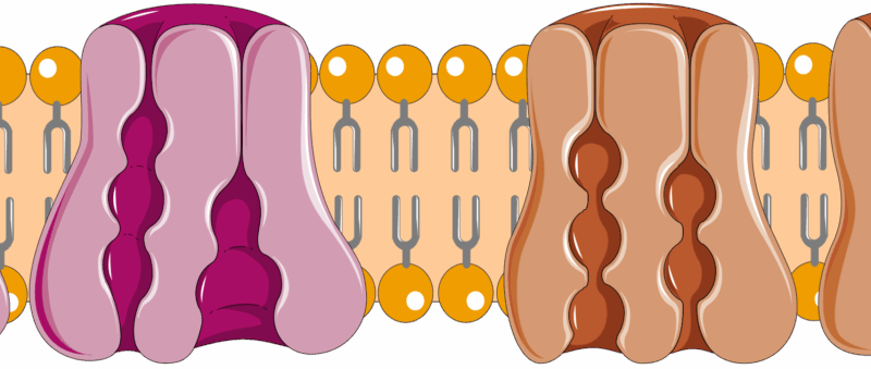 Dysfonction de la pompe Na⁺/K⁺-ATPase