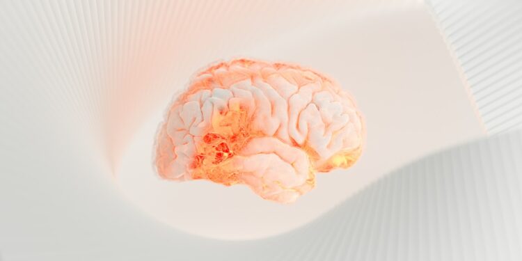 a close up of a human brain on a white surface