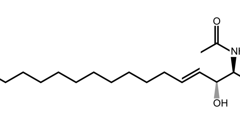 Accumulation de céramides métaboliques