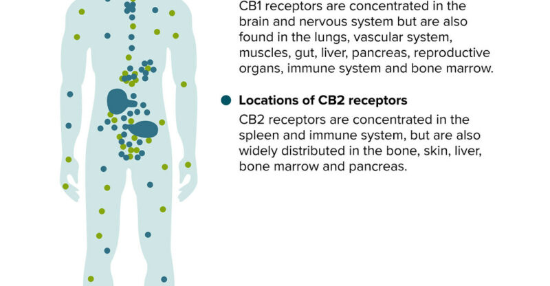 Altération du métabolisme des endocannabinoïdes