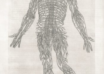 An anatomical drawing of the human nervous system.