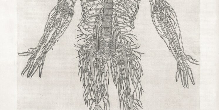 An anatomical drawing of the human nervous system.