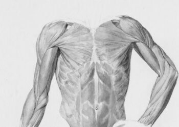 Detailed anatomical drawing of human torso muscles.