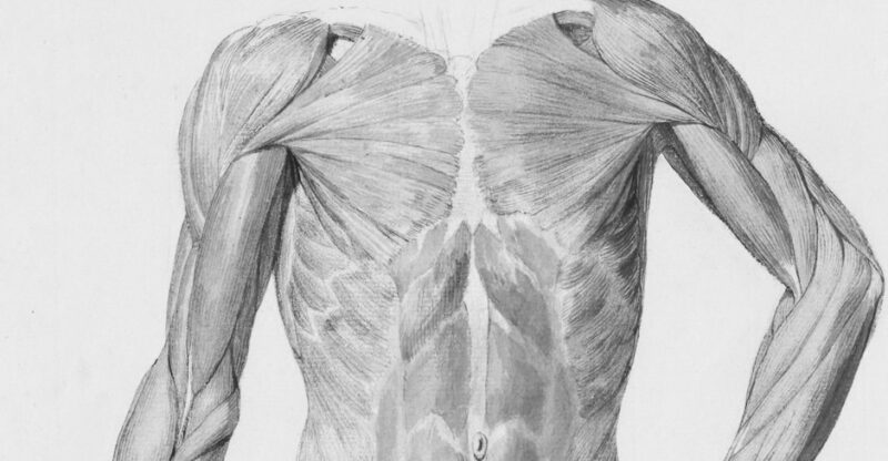 Detailed anatomical drawing of human torso muscles.