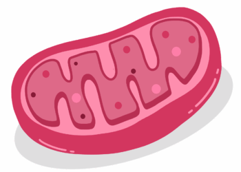 mitochondrion, cell, biology, cell organelle, double membrane, mitochondria, cell respiration, science, cut out, mitochondria, mitochondria, mitochondria, mitochondria, mitochondria