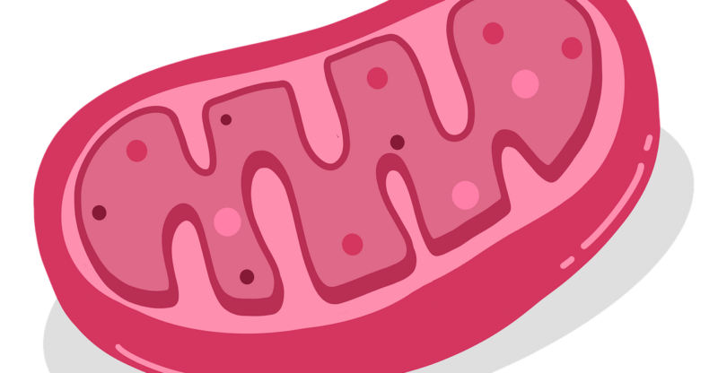 Déficit en communication mitochondrie–noyau