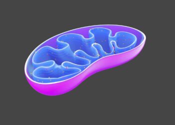 mitochondria, biology, cell, organelle, scientific, research, mitochondria, mitochondria, mitochondria, mitochondria, mitochondria