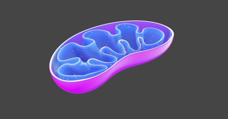 Surcharge en succinate mitochondrial