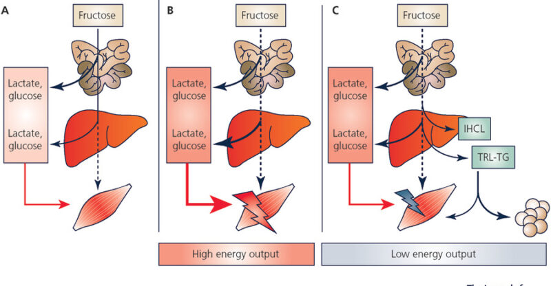 Altération de la lipogenèse contrôlée