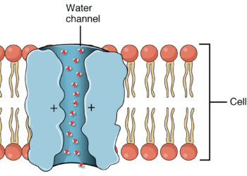 Dysfonction des aquaporines cellulaires