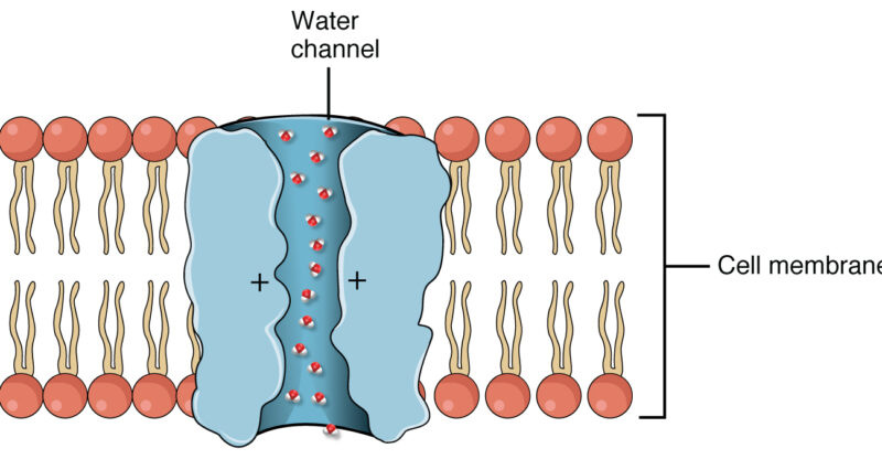Dysfonction des aquaporines cellulaires