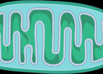 Altération de la biogenèse mitochondriale