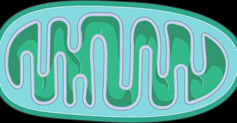 Altération de la biogenèse mitochondriale