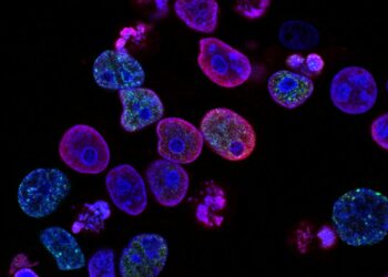 purple cells