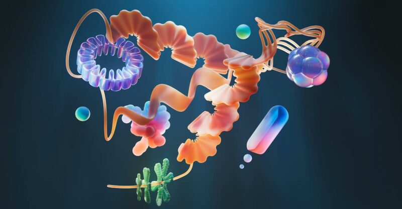 Navette carnitine : la porte d&rsquo;entrée des graisses dans la mitochondrie