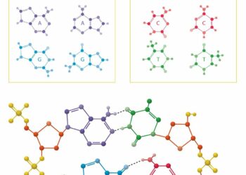 dna, helix, amino acids, biology, science, genetic, genetics, base pairs, molecular biology, guanine, cytosine, adenine, thymine, dna, dna, amino acids, amino acids, amino acids, amino acids, amino acids