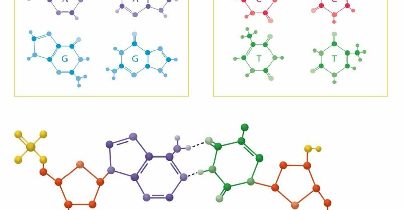 Déficit en activité des transaminases