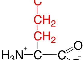 Cycle glutamate–glutamine : quand le dialogue neurones–astrocytes se grippe