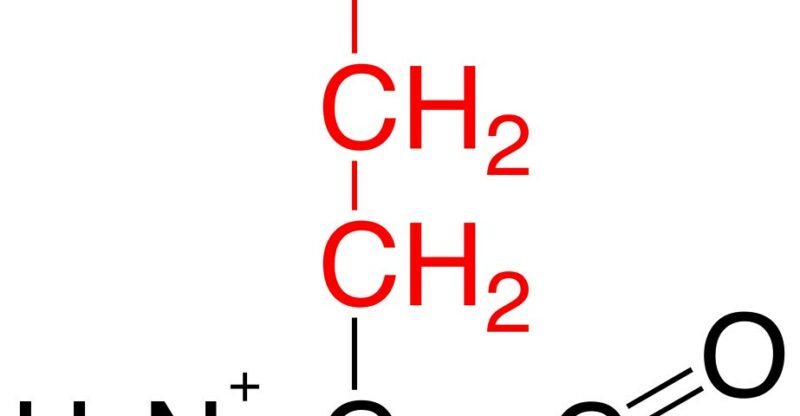 Cycle glutamate–glutamine : quand le dialogue neurones–astrocytes se grippe
