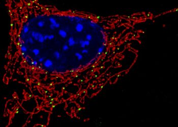 Altération de la signalisation calcique mitochondriale