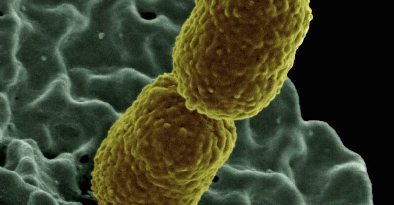 Couplage oxydatif mitochondrial : quand l&rsquo;énergie se dissipe en chaleur