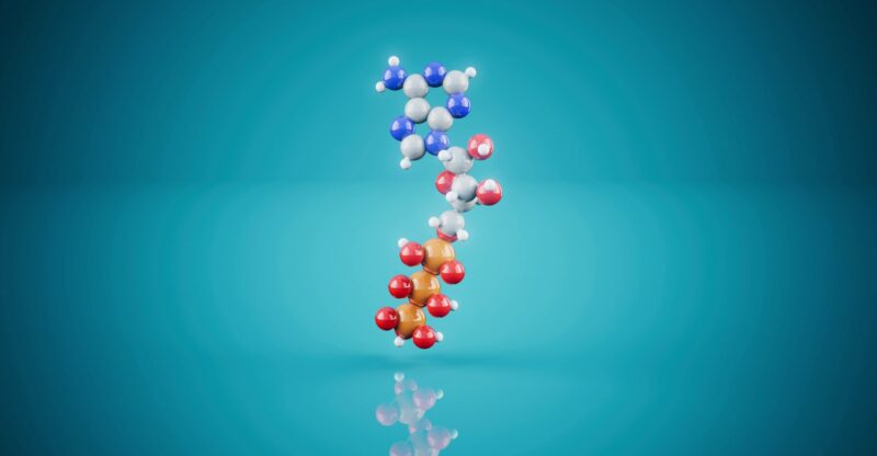 Déficit en PGC-1α : quand la cellule perd sa capacité à s&rsquo;adapter à la demande énergétique