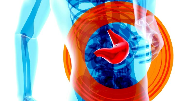 Cycle glucose–alanine : quand le muscle et le foie perdent le fil