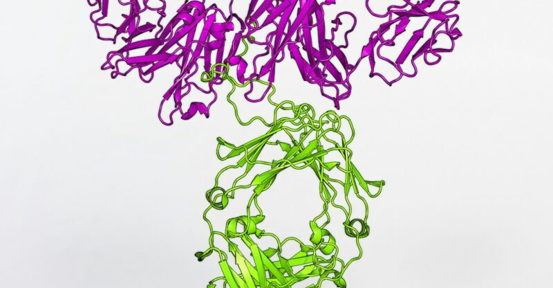 Citrate synthase faible : quand le cycle de Krebs peine à démarrer