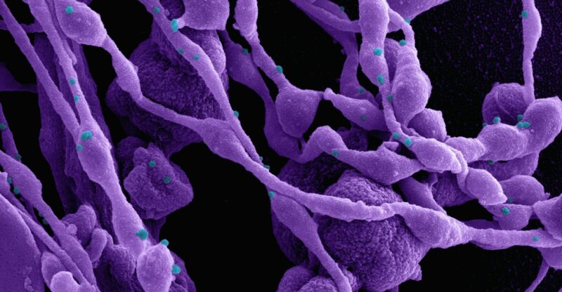 Acides dicarboxyliques : la voie de secours du métabolisme lipidique