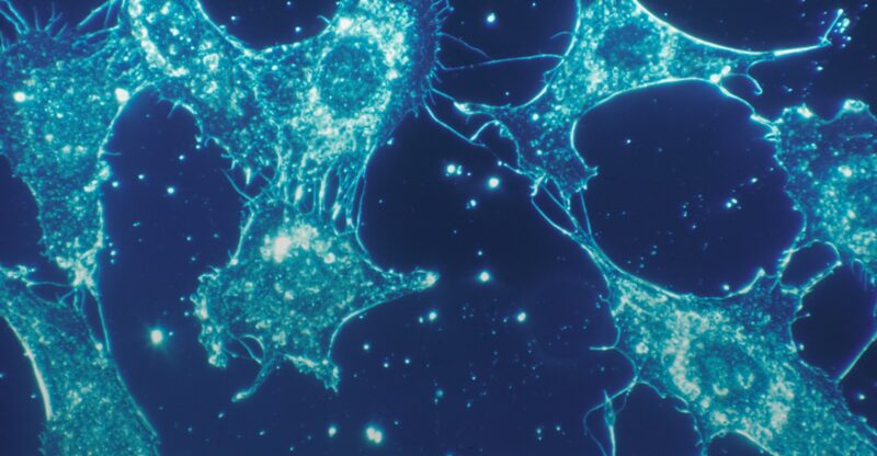 Quand vos cellules manquent de réserve : la fatigue invisible