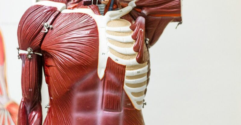 Glycogène musculaire : quand la réserve énergétique se grippe