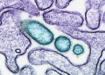 a close up of an animal cell with blue cells