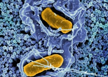 a cell with two yellow cells inside of it