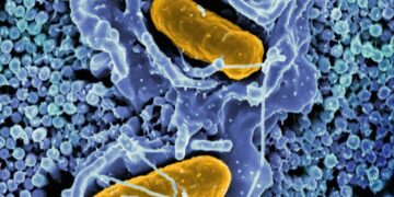a cell with two yellow cells inside of it