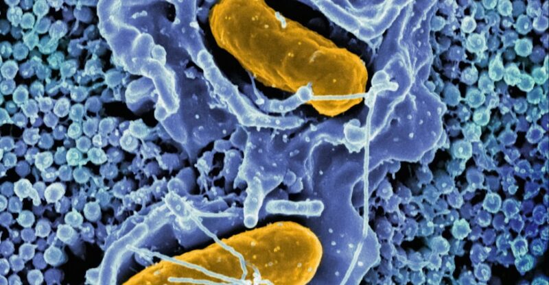 Potentiel mitochondrial faible : la batterie silencieuse qui se décharge
