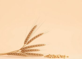 Sensibilité au gluten sans maladie cœliaque : où s'arrête la preuve ?